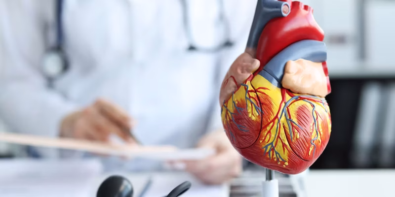 heart-anatomy-anatomical-model-cardiologist_WEB-1280px